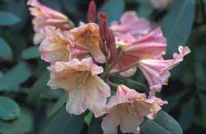 CatFortCampy #2 x Mary Garrison