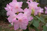 Gable's Early Bright Pink