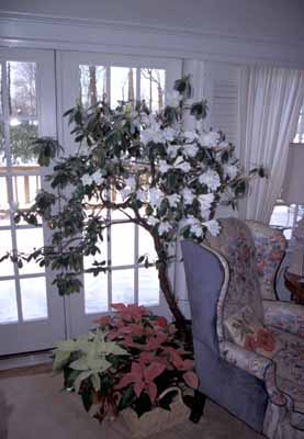 R. veitchinanum, plant