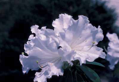 R. veitchinanum, flower