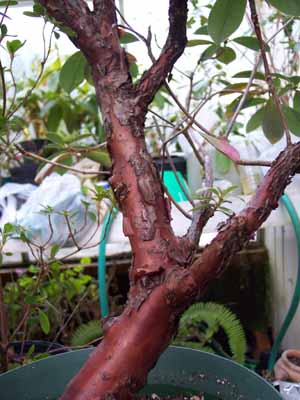 R. veitchianum, bark