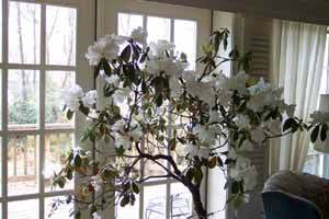 R. veitchinanum, plant