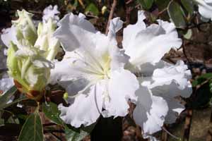R. veitchianum, buds